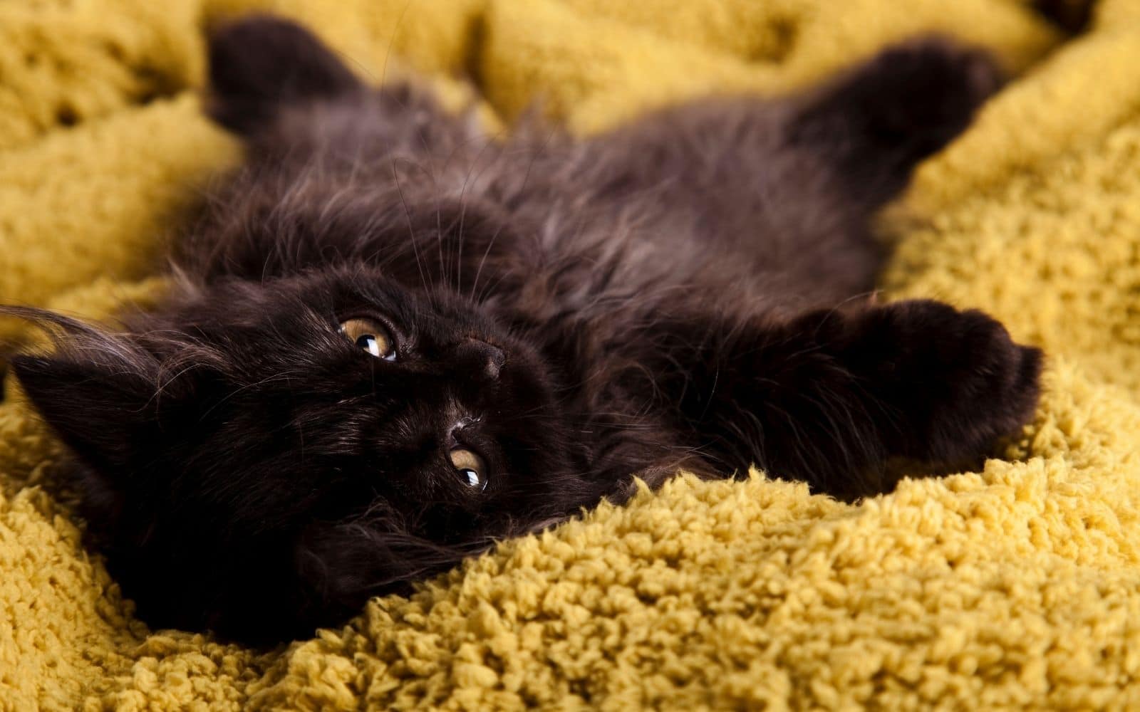 Is clutter affecting your pet cat?