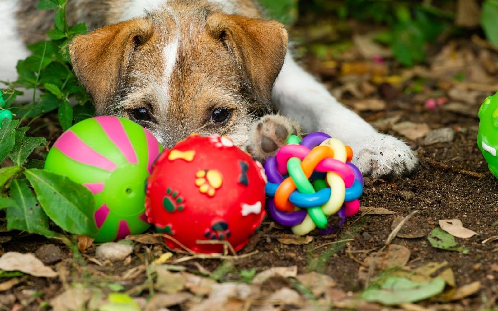 Is clutter affecting your pet dog?