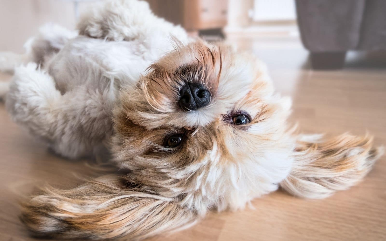 Is clutter affecting your pet dog?