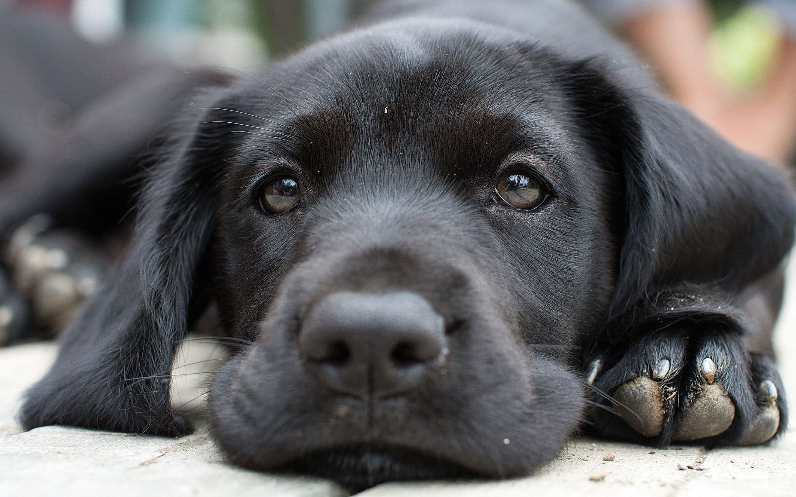 Is clutter affecting your pet dog?