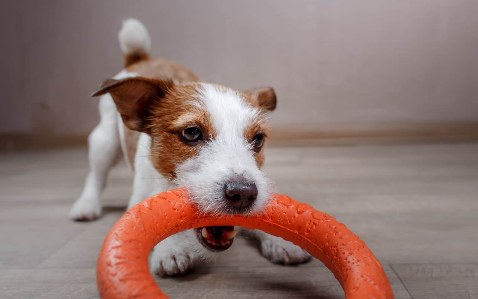 Pet playing in uncluttered home