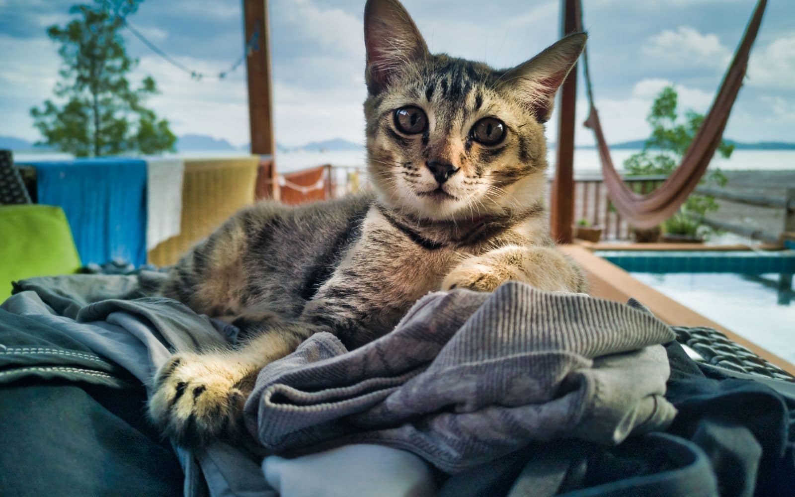 clutter affects pets - cat on laundry