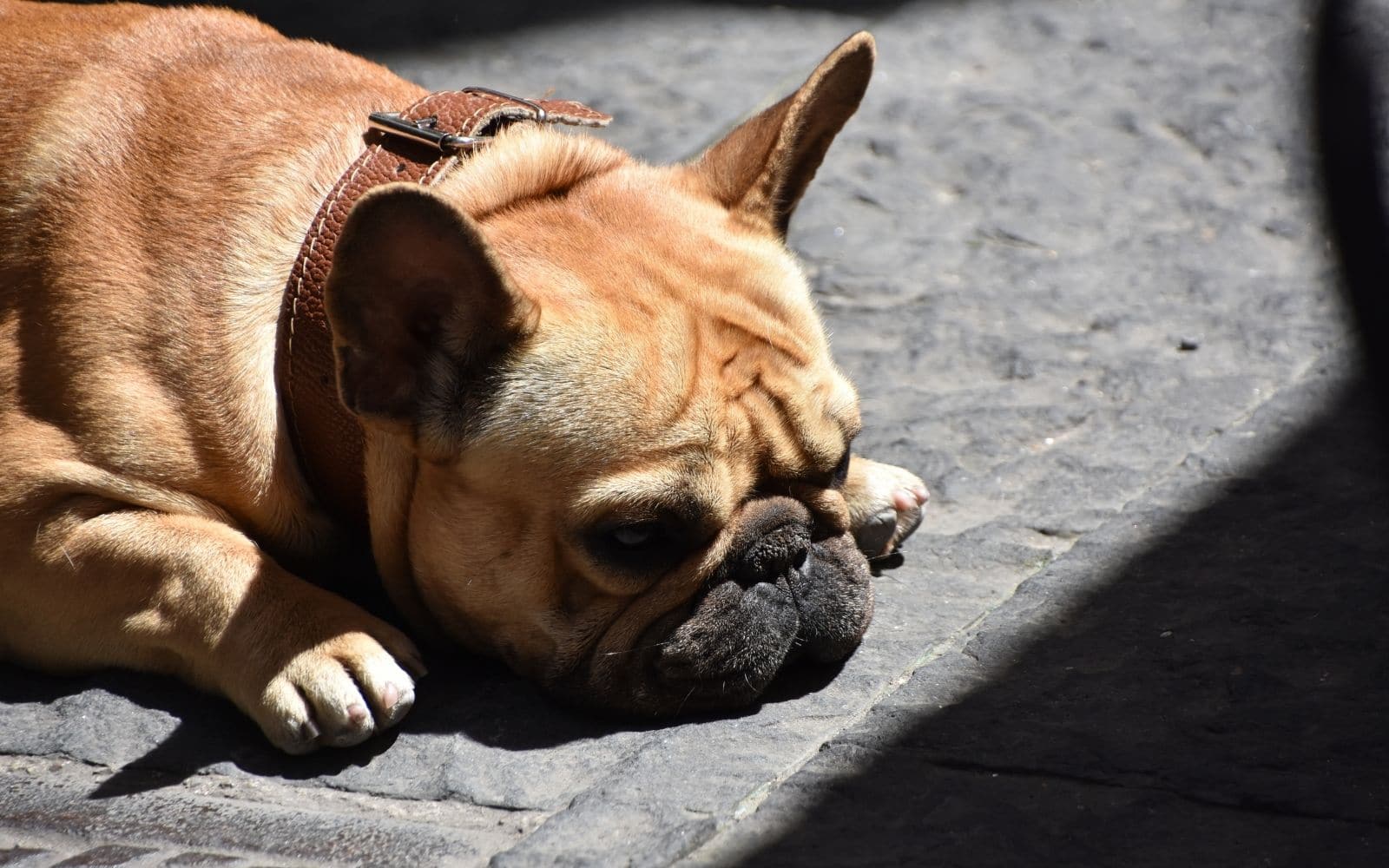 clutter affects pets - depressed dog