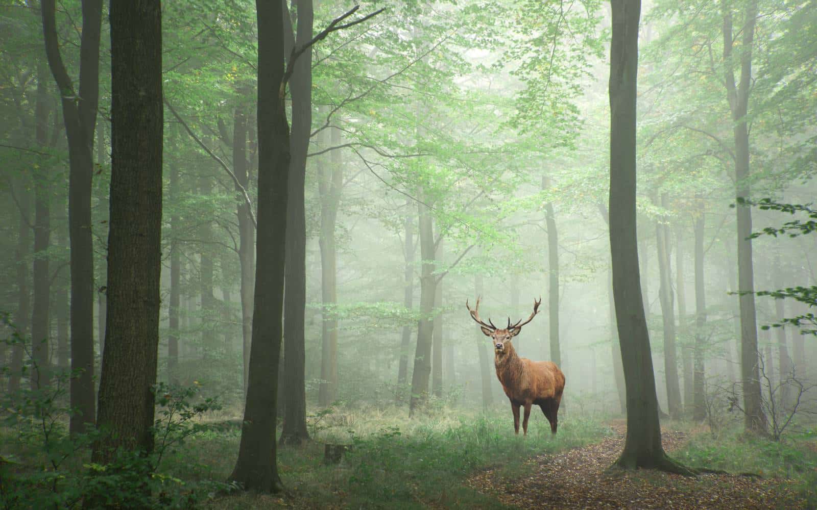 interior design ideas inspired by forests - deer